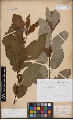 Foto von Salix caprea L.